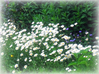 Wild Daisies Along a Sidewalk in Park Extension, Montreal